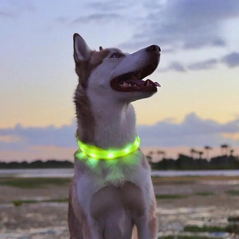 Nova coleira de cachorro luminosa de LED PVC à prova d'água, para cães grandes, médios e pequenos, coleira com luz USB, segurança noturna, acessórios brilhantes para animais de estimação